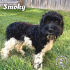 adoptable Dog in  named Smoky