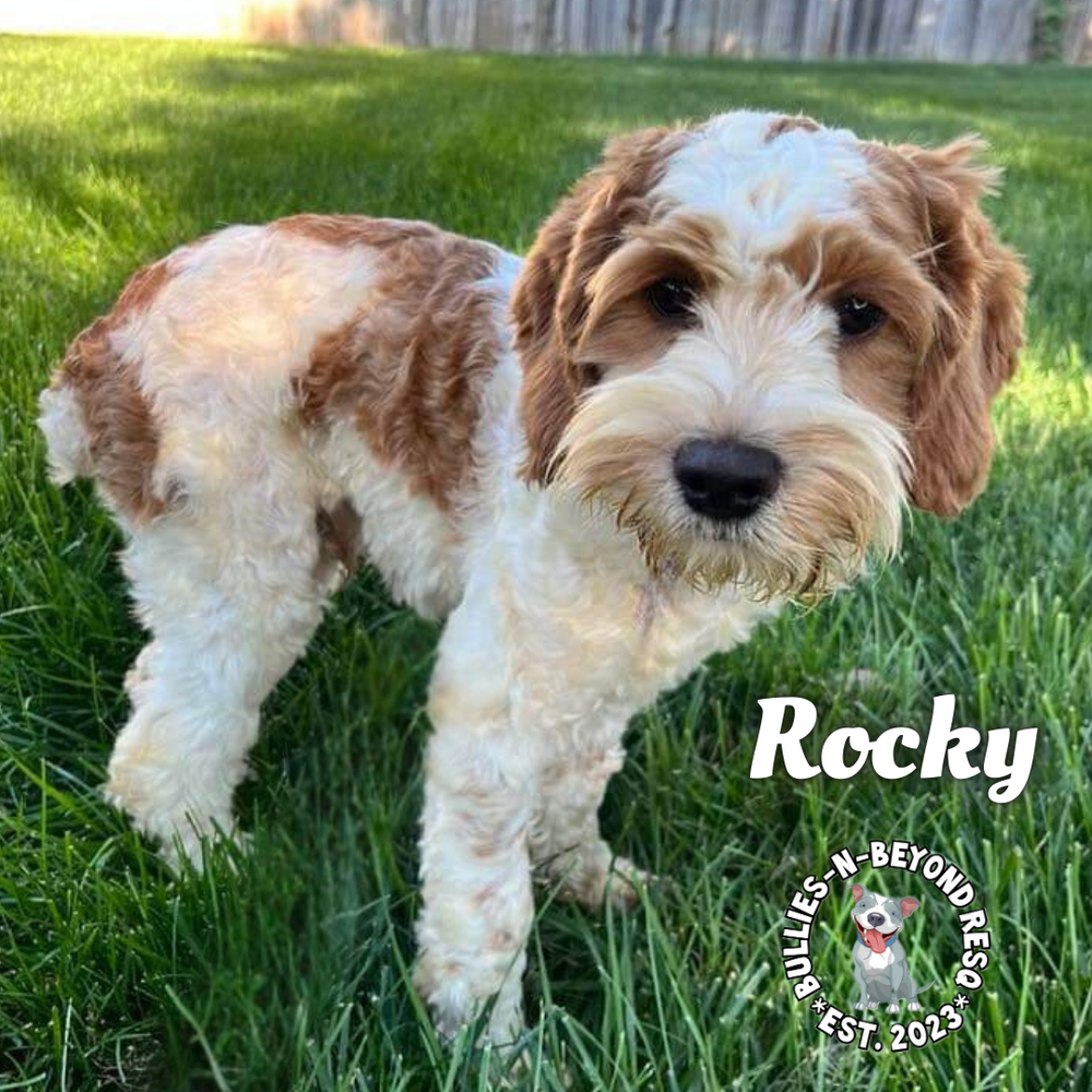 adoptable Dog in Omaha, NE named Rocky