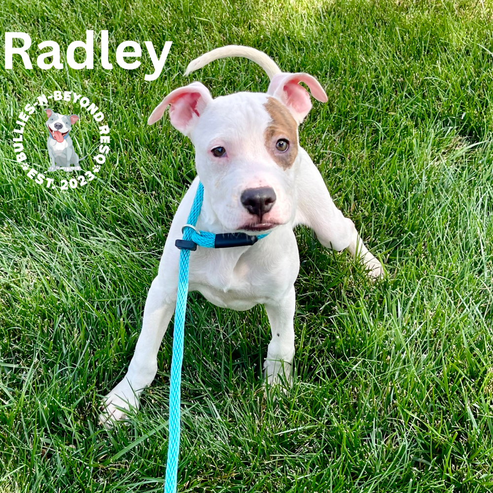 adoptable Dog in Omaha, NE named Radley