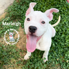 adoptable Dog in  named Marleigh