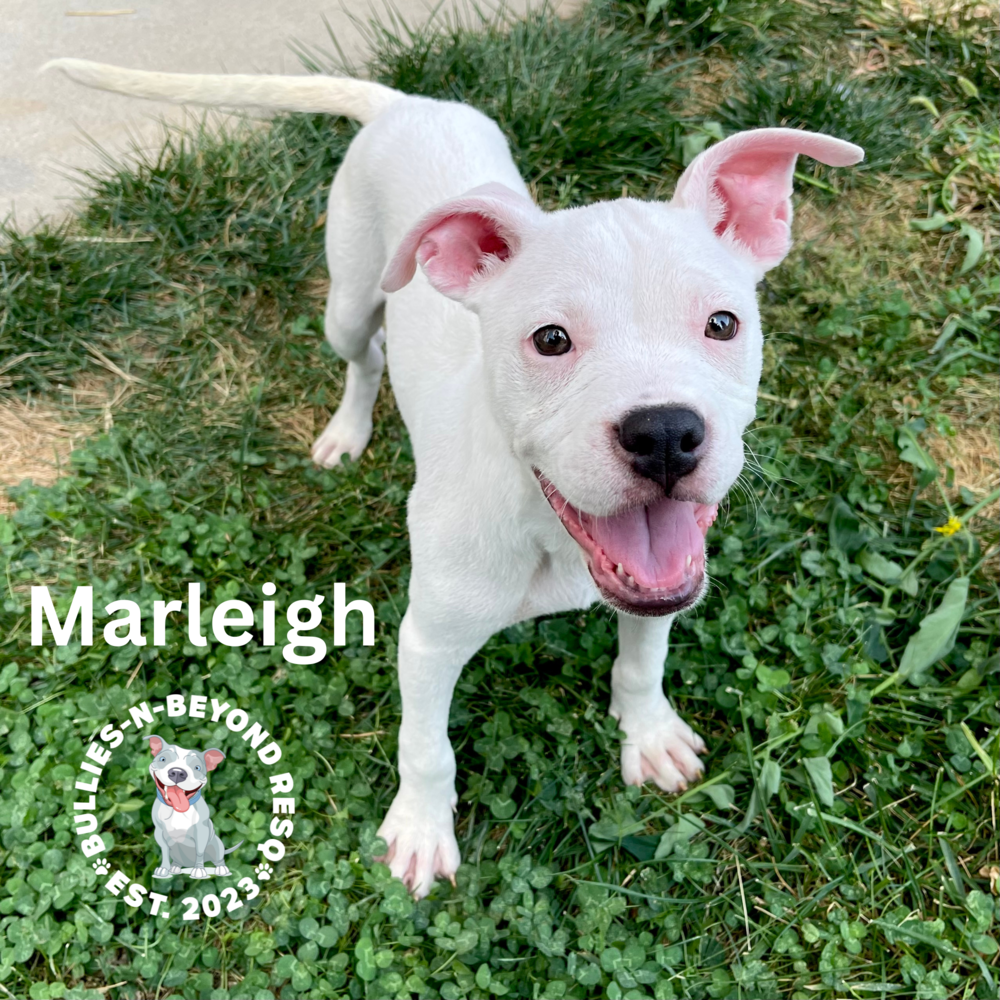 adoptable Dog in Omaha, NE named Marleigh