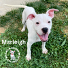 adoptable Dog in  named Marleigh