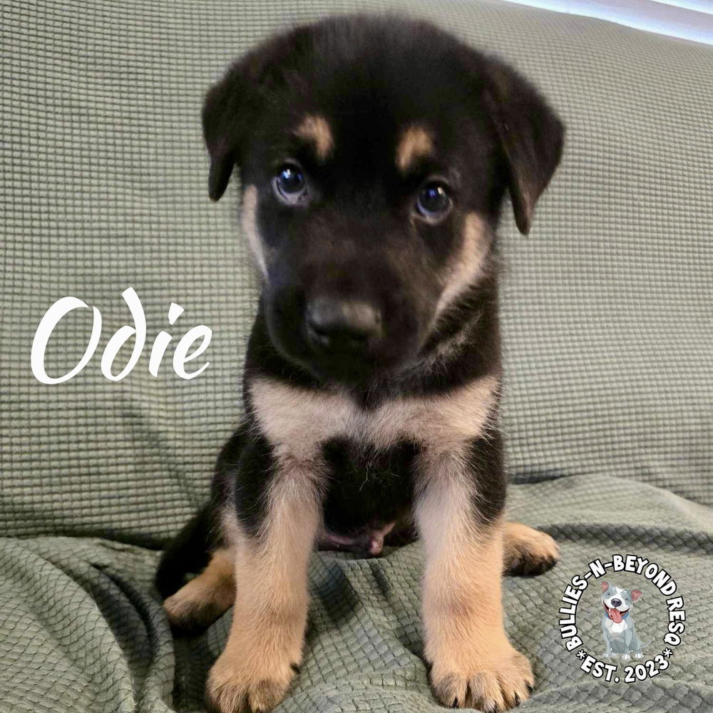 adoptable Dog in Omaha, NE named Odie