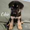 adoptable Dog in  named Odie