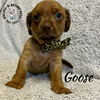 adoptable Dog in  named Goose