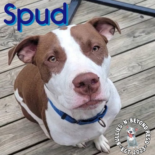 picture of the dog needing adoption