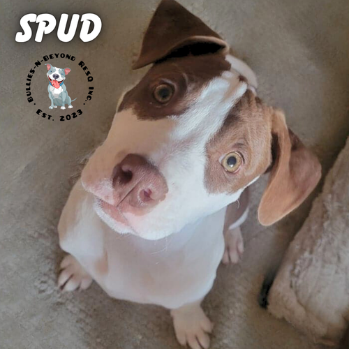THE POTATO LITTER:  SPUD - Staffordshire Bull Terrier / Australian Cattle Dog/Blue Heeler available for adoption