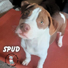 The Potato Litter:  Spud - Photo 3