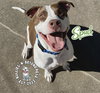 Spud - Photo 1