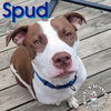 Spud - Photo 4