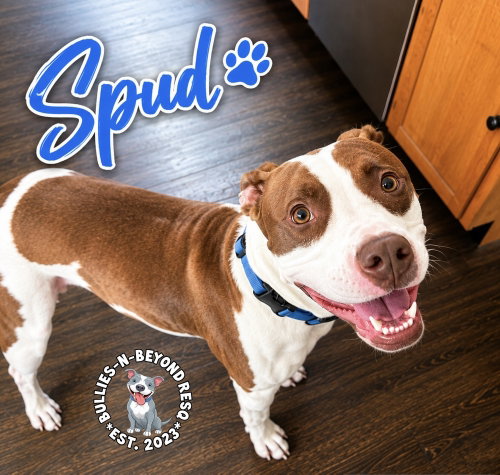 picture of the dog needing adoption