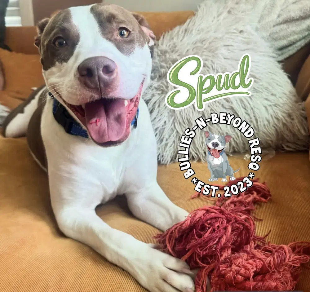 Spud image 3