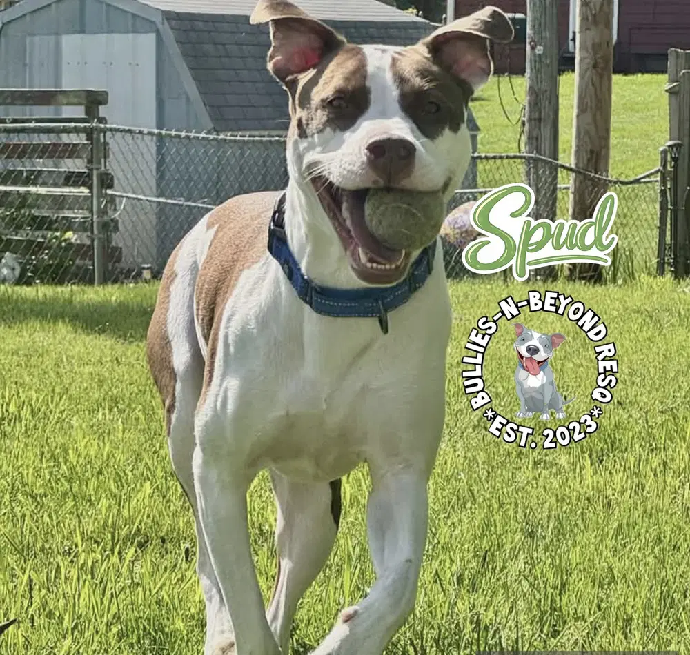 Spud image 4