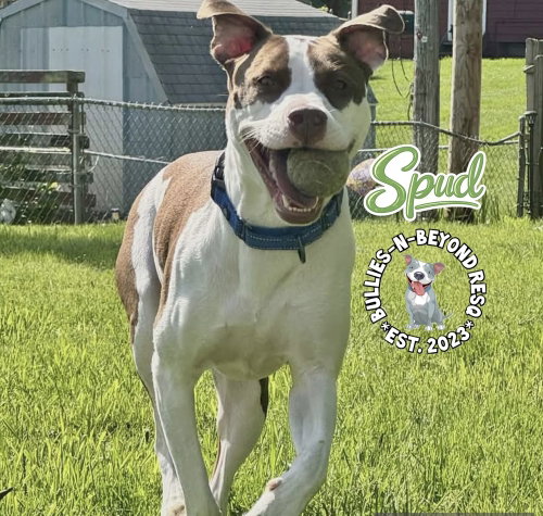 Photo 4 of Spud