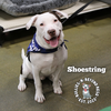 adoptable Dog in , NE named The Potato Litter:  Shoestring
