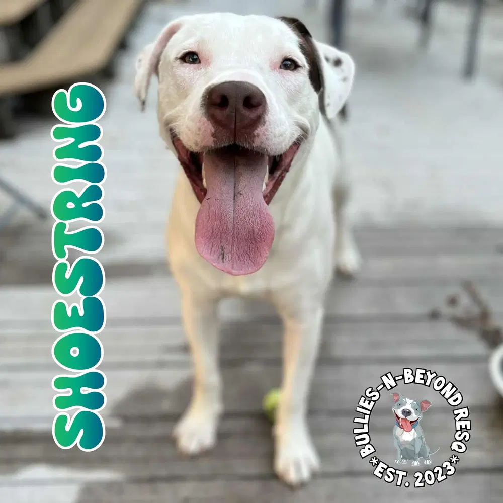 Shoestring - Staffordshire Bull Terrier
