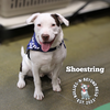 The Potato Litter:  Shoestring - Photo 4