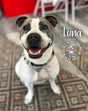 adoptable Dog in  named Luna