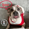 Luna - Photo 1