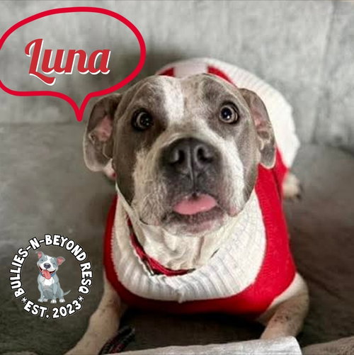 LUNA - Pit Bull Terrier available for adoption