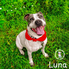 Luna - Photo 3