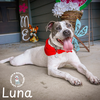Luna - Photo 4