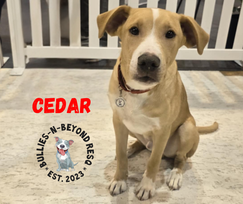 picture of the dog needing adoption