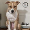 adoptable Dog in , NE named Maya
