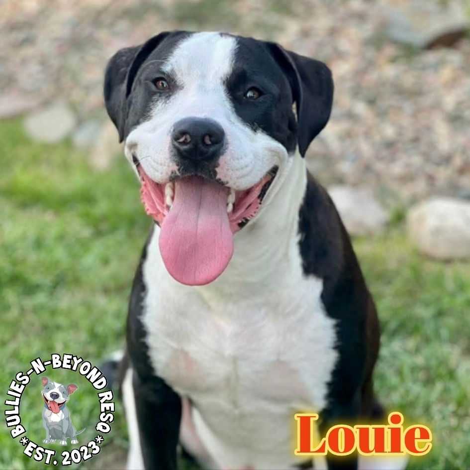 adoptable Dog in Omaha, NE named Louie