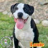 adoptable Dog in , NE named Louie