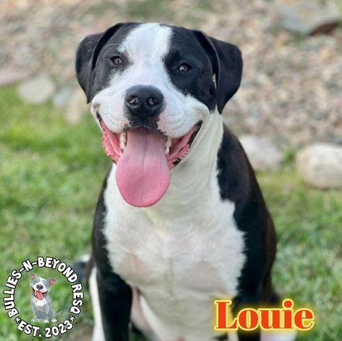 picture of the dog needing adoption