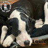 Louie - Photo 2