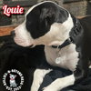 Louie - Photo 3