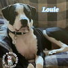 Louie - Photo 4