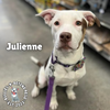 adoptable Dog in , NE named The Potato Litter:  Julienne