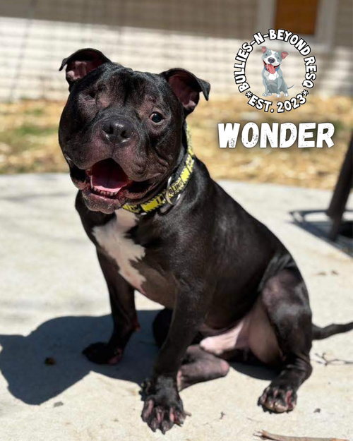picture of the dog needing adoption
