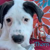 adoptable Dog in  named Spring Fling Litter: Thorn