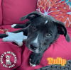 adoptable Dog in  named Spring Fling Litter: Tulip