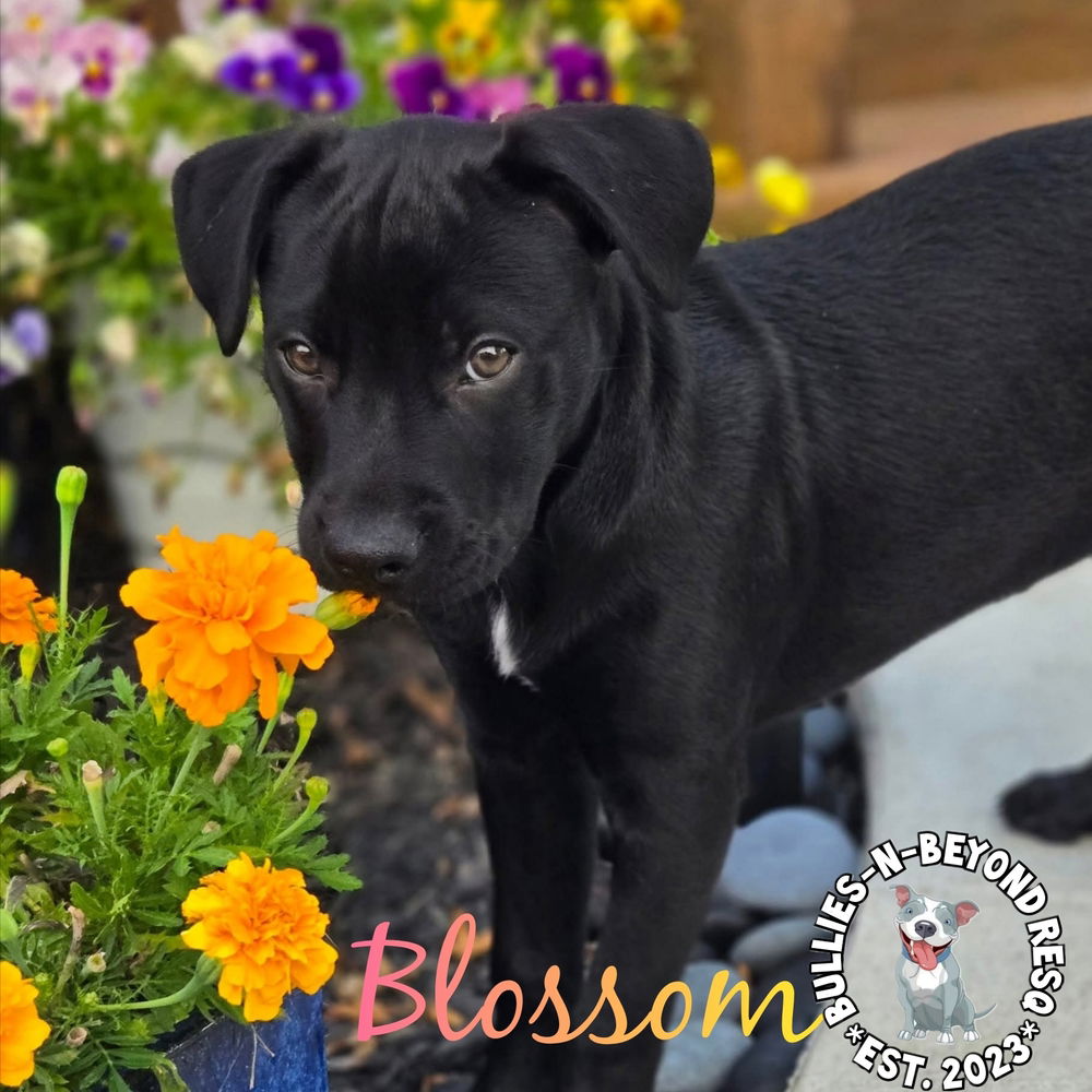 adoptable Dog in Omaha, NE named Spring Fling Litter: Blossom