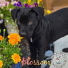 adoptable Dog in  named Spring Fling Litter: Blossom