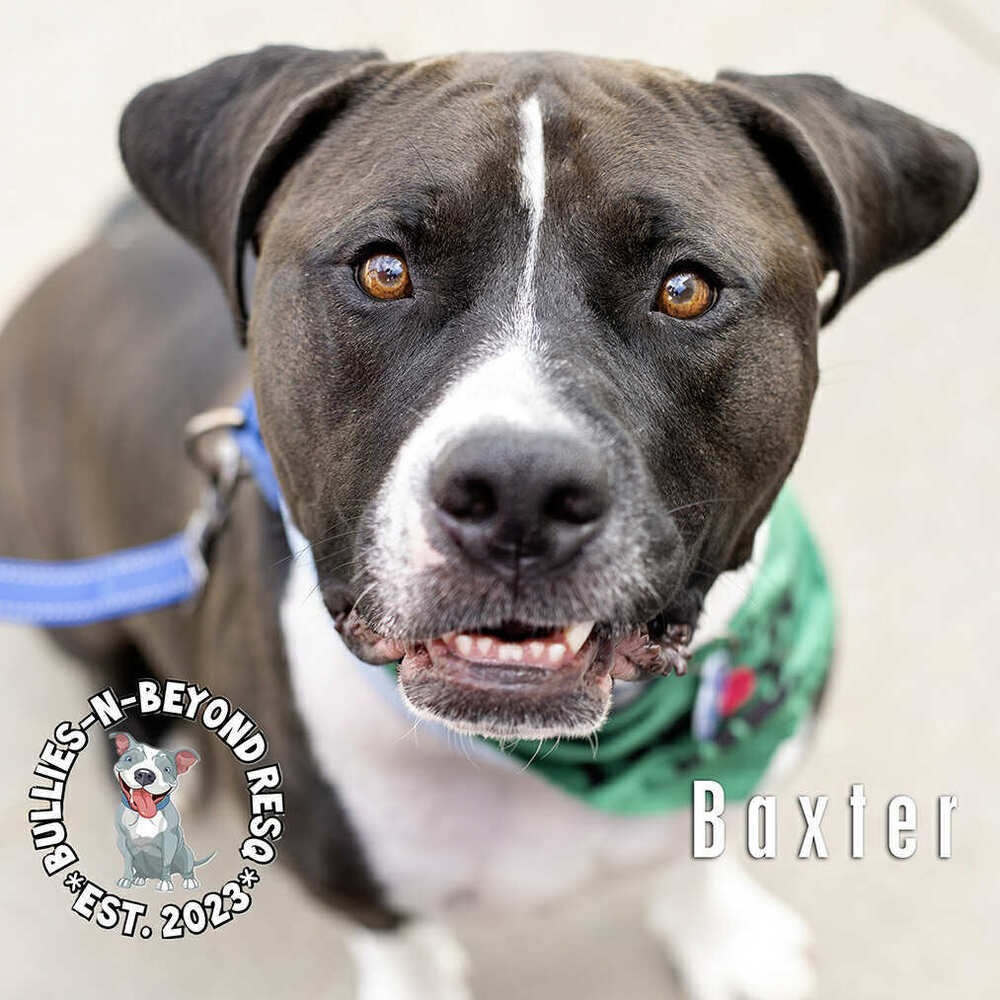 Baxter Image