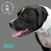Baxter - Photo 3