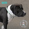 Baxter - Photo 4
