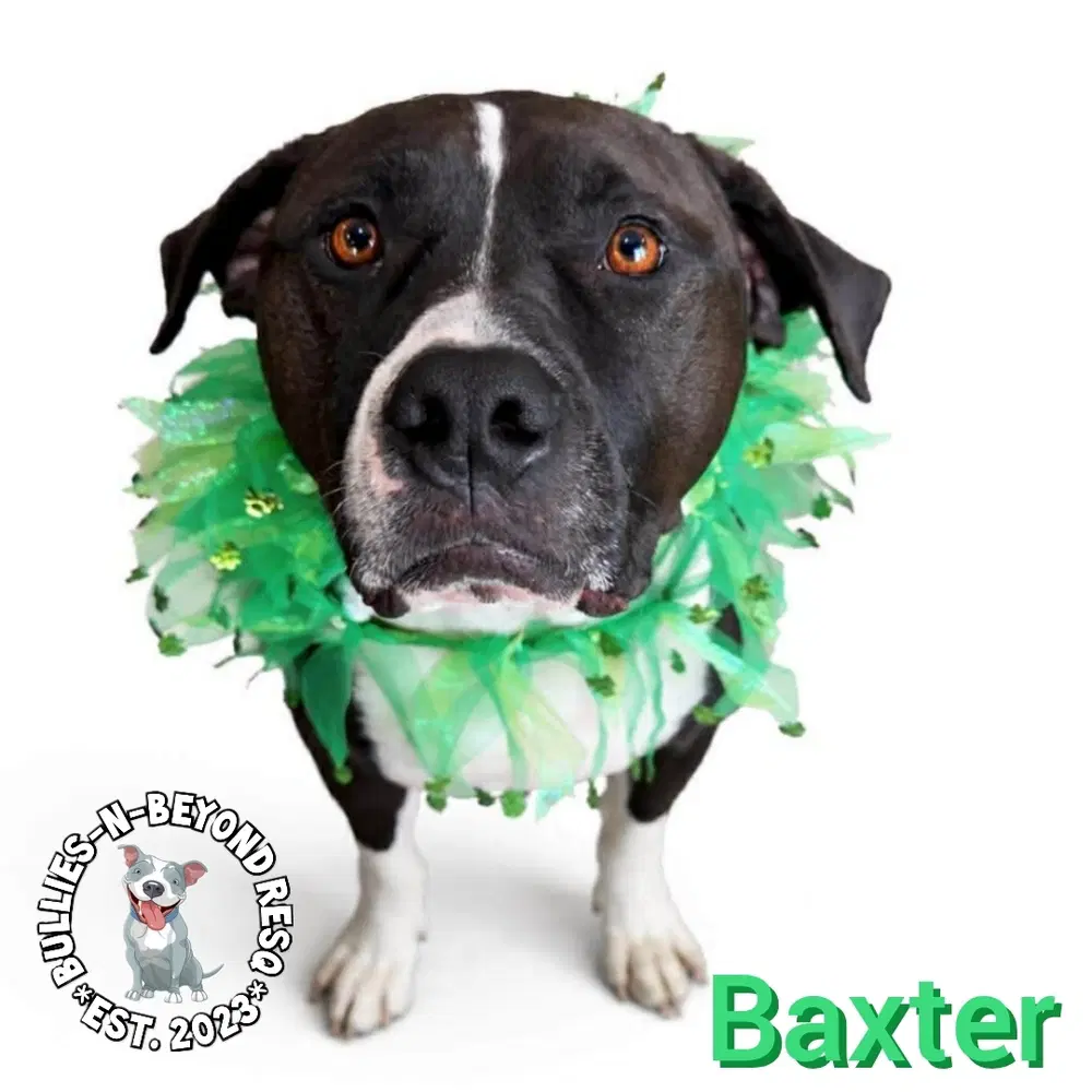 Baxter - Bulldog