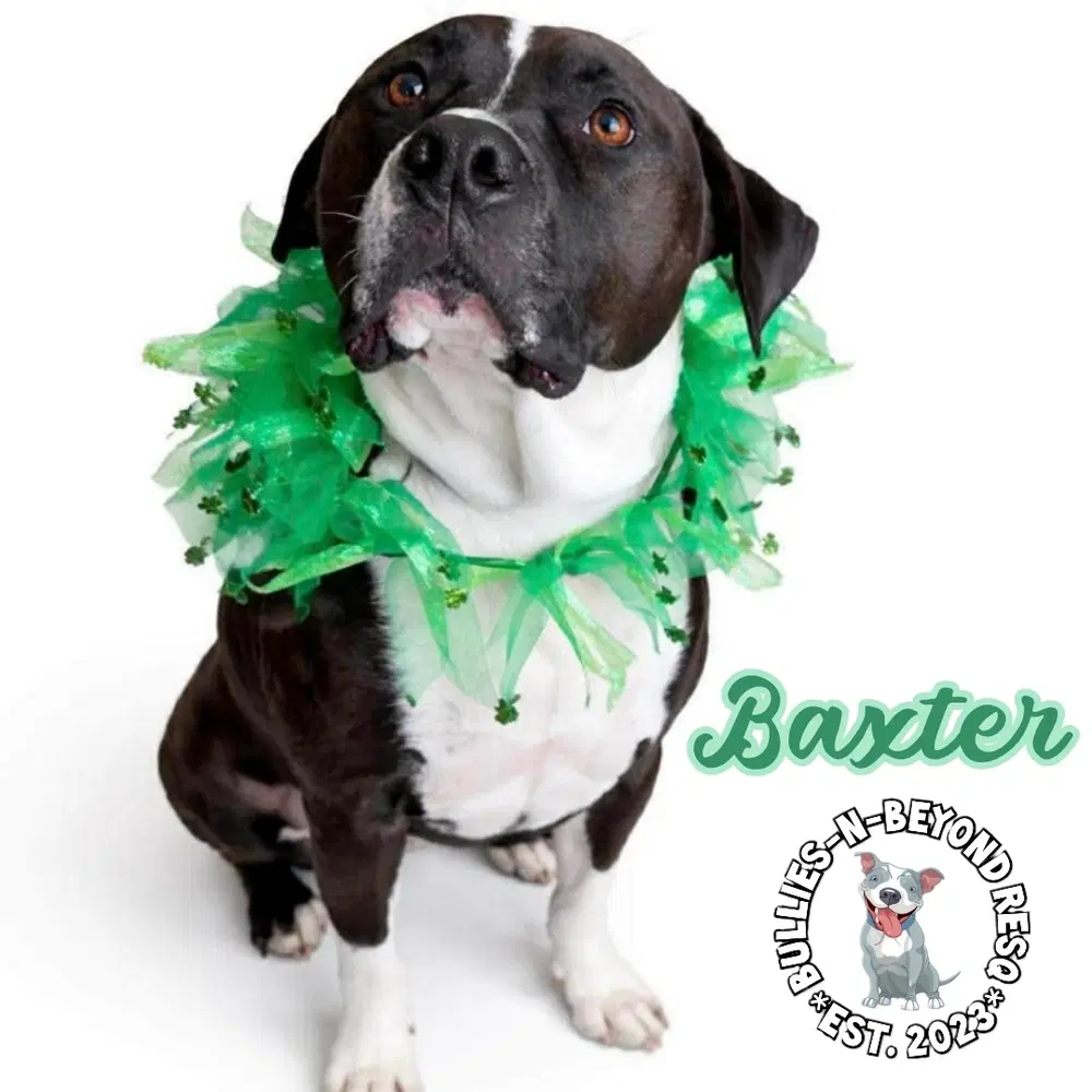 Baxter image 2