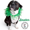Baxter - Photo 2