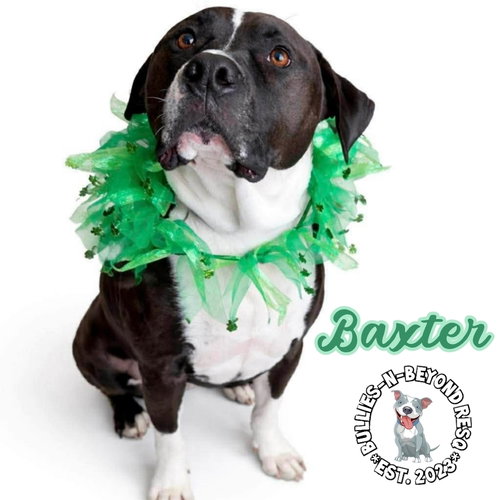 BAXTER - Bulldog / American Staffordshire Terrier available for adoption