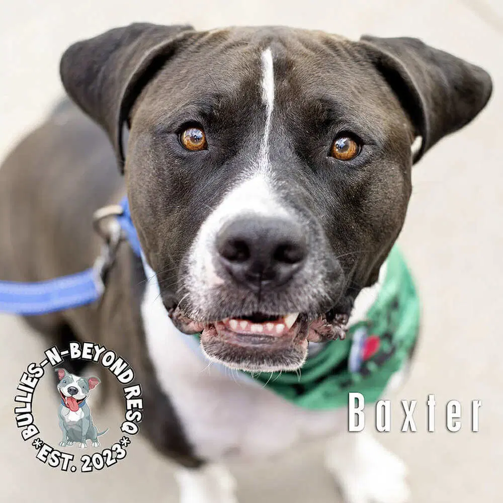 Baxter image 3