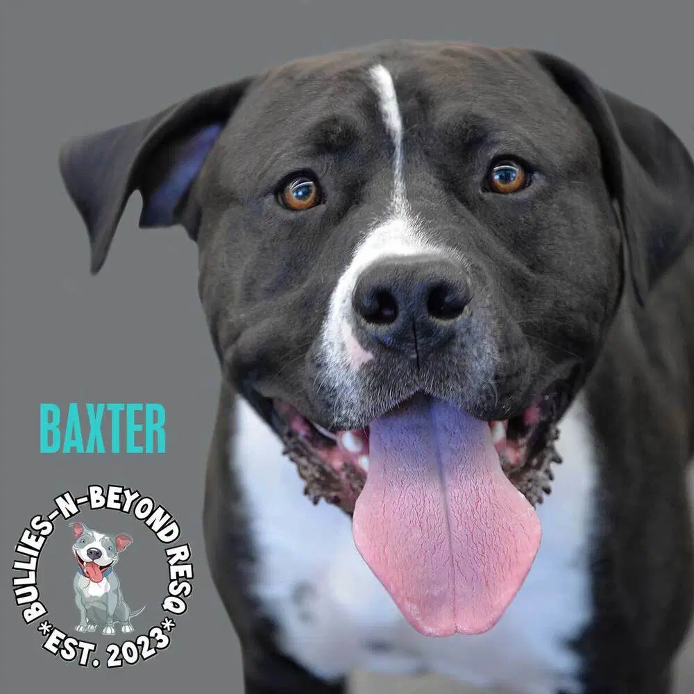 Baxter image 4
