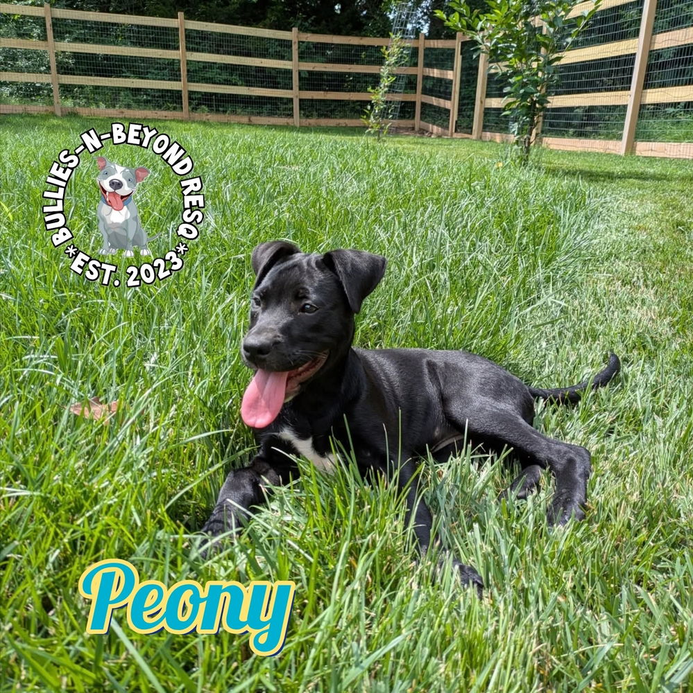 adoptable Dog in Omaha, NE named Spring Fling Litter: Peony